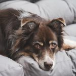 Dog Poop Pickup in Clarkston Michigan