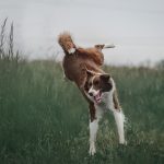 Dog Poop Pickup in Clarkston Michigan