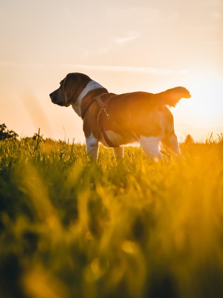 Dog Poop Pickup in Clarkston Michigan