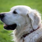 Dog Poop Pickup in Clarkston Michigan