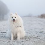 Dog Poop Pickup in Clarkston Michigan