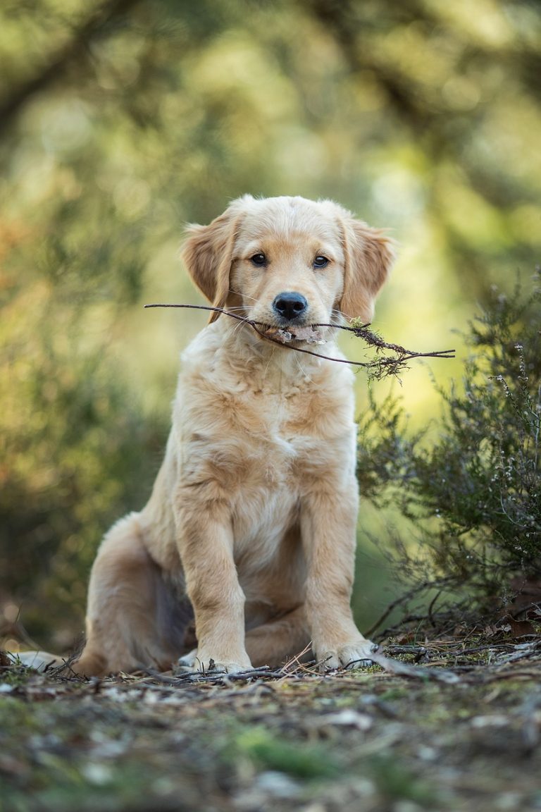 Dog Poop Pickup in Clarkston Michigan