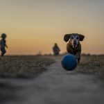 Dog Poop Pickup in Clarkston Michigan