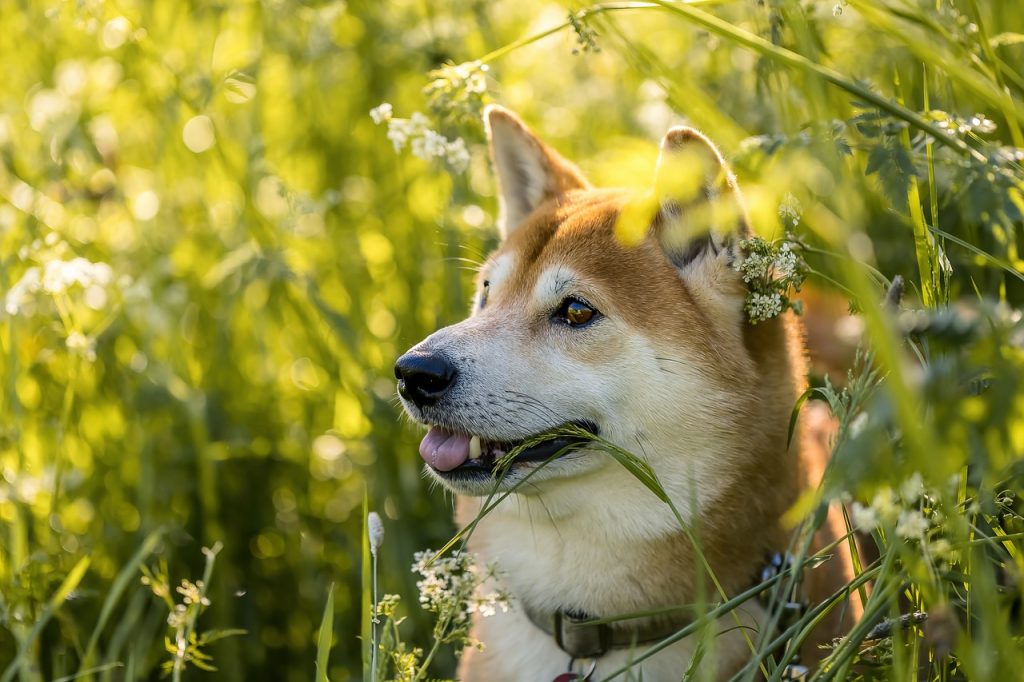 Dog Poop Pickup in Clarkston Michigan